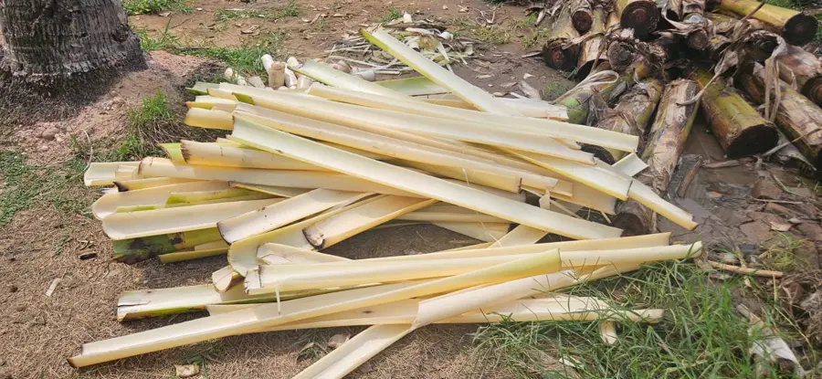 Prepared banana pseudostem strips