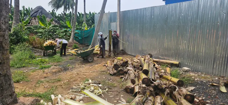 Banana pseudostems collected near processing area