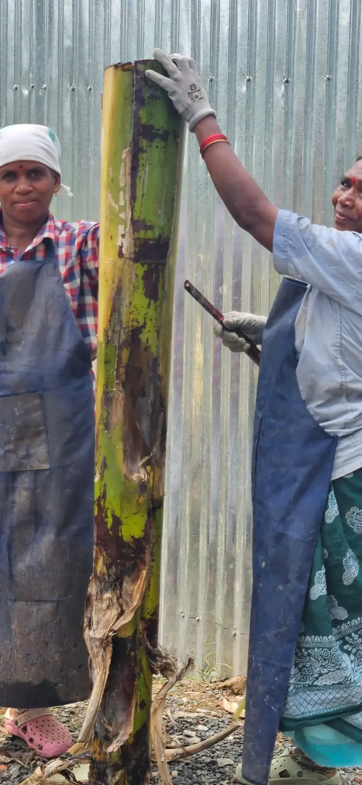 CVN Fiber team handling banana pseudostem before fiber extraction